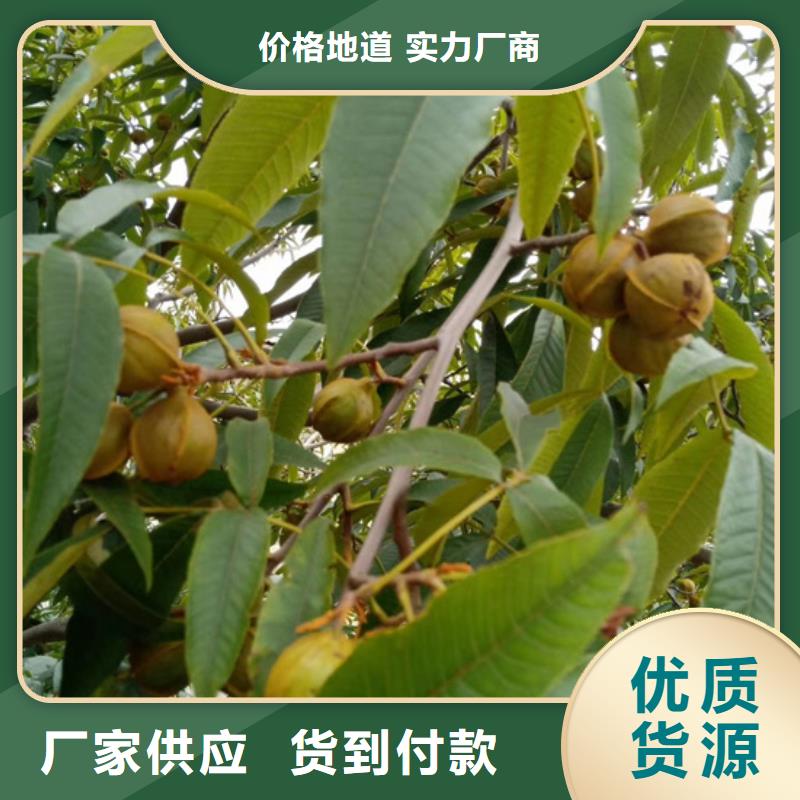 碧根果苹果苗厂家定制