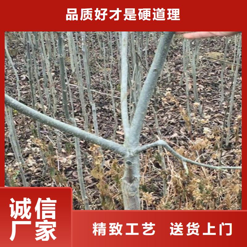 碧根果【红石榴苗基地】质量层层把关