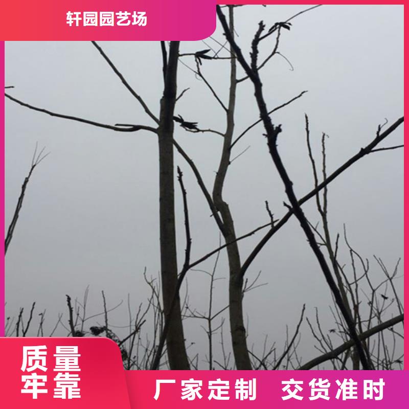 碧根果,蓝莓苗厂家规格全