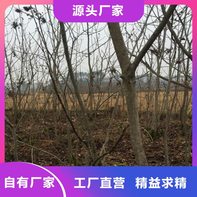 【碧根果石榴树优质货源】