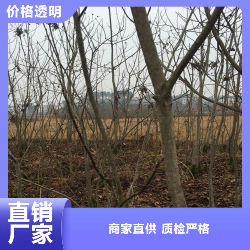 碧根果奶油草莓大厂家实力看得见