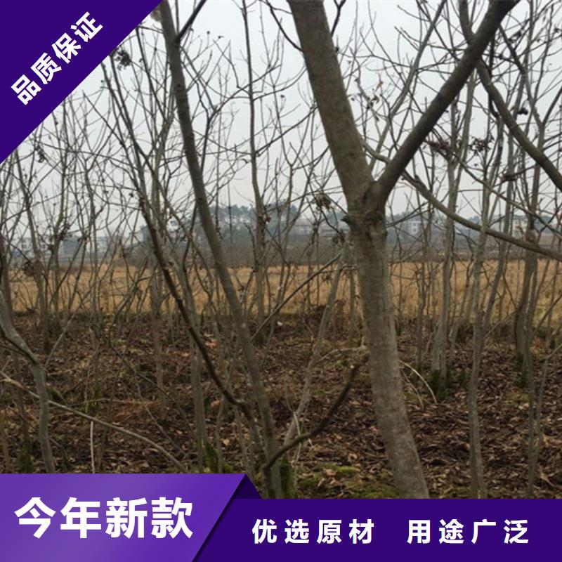 【碧根果梨树苗一站式厂家】