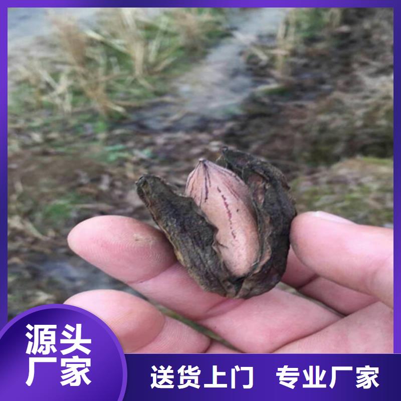 【碧根果石榴苗好厂家有担当】