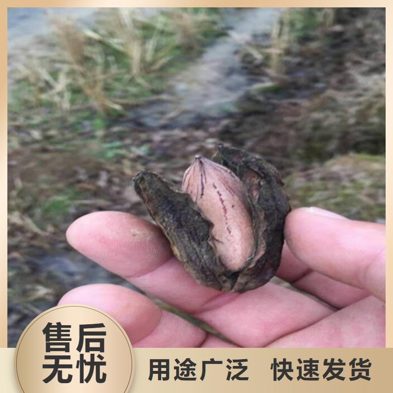 【碧根果】黄瓜苗现货快速采购