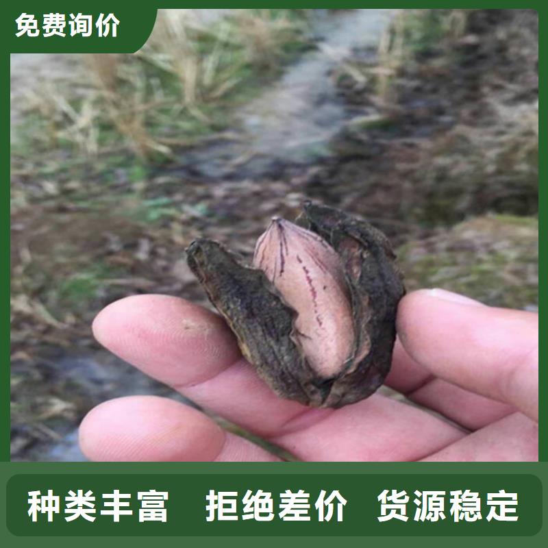 碧根果_樱桃苗现货