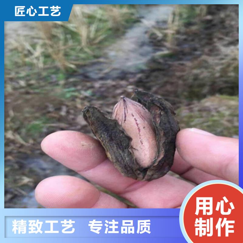 【碧根果桃树苗优良工艺】