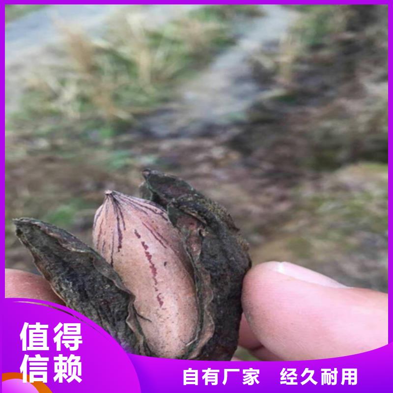 【 碧根果-梨树苗今日新品】|甘泉|安塞|铜川|安康|汉中|商洛厂家