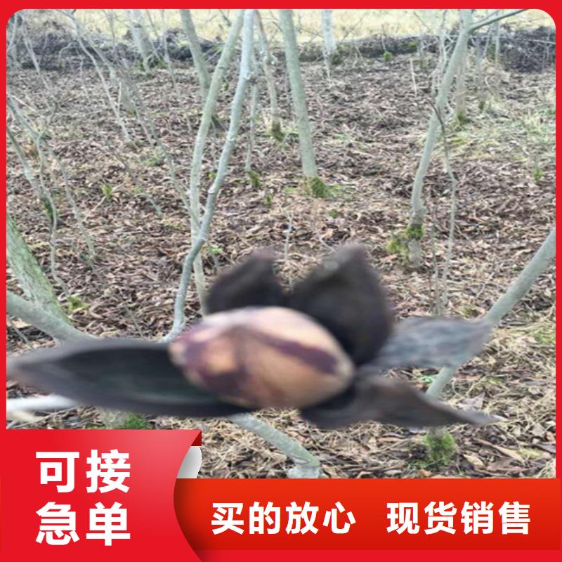 碧根果无花果苗品质无所畏惧
