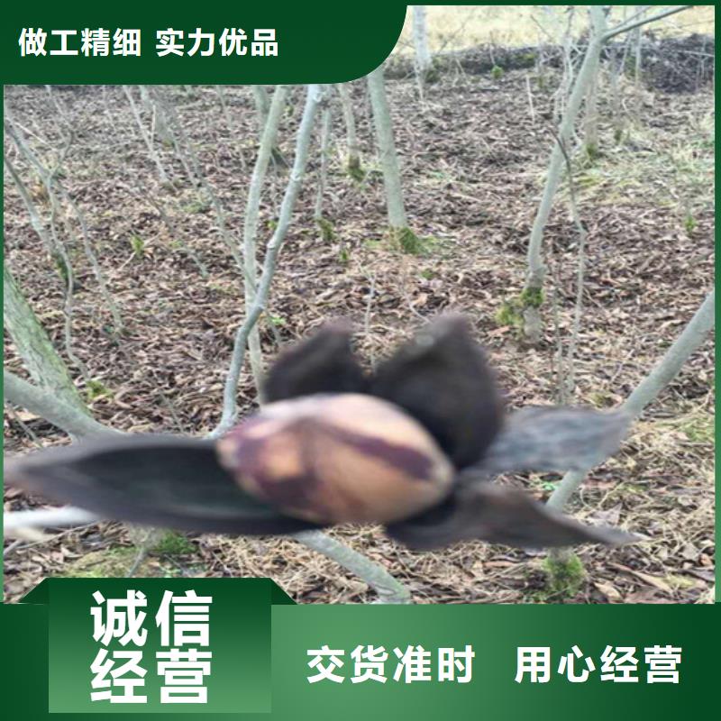 【碧根果】樱桃苗免费回电