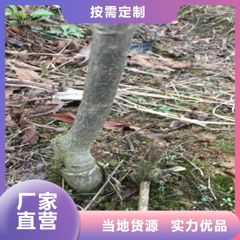 碧根果,【石榴树】多年实力厂家