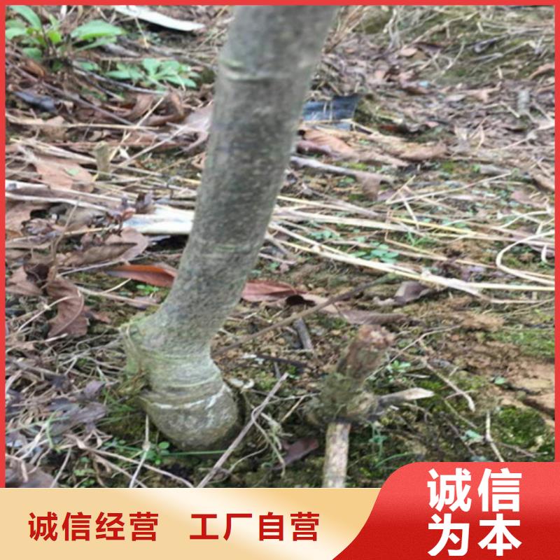 碧根果苹果苗厂家定制