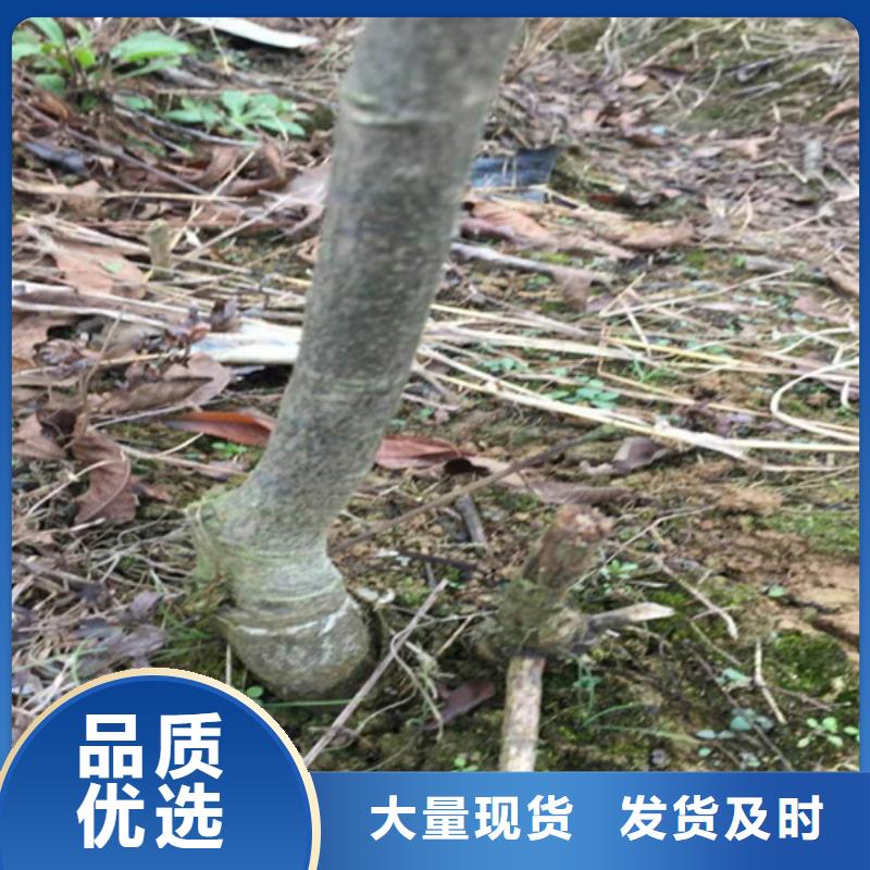 【碧根果梨树苗一站式厂家】