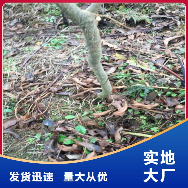 【 碧根果-梨树苗今日新品】|甘泉|安塞|铜川|安康|汉中|商洛厂家