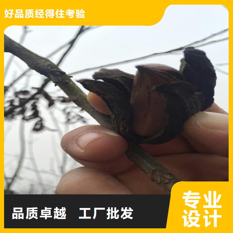 碧根果苹果苗厂家定制