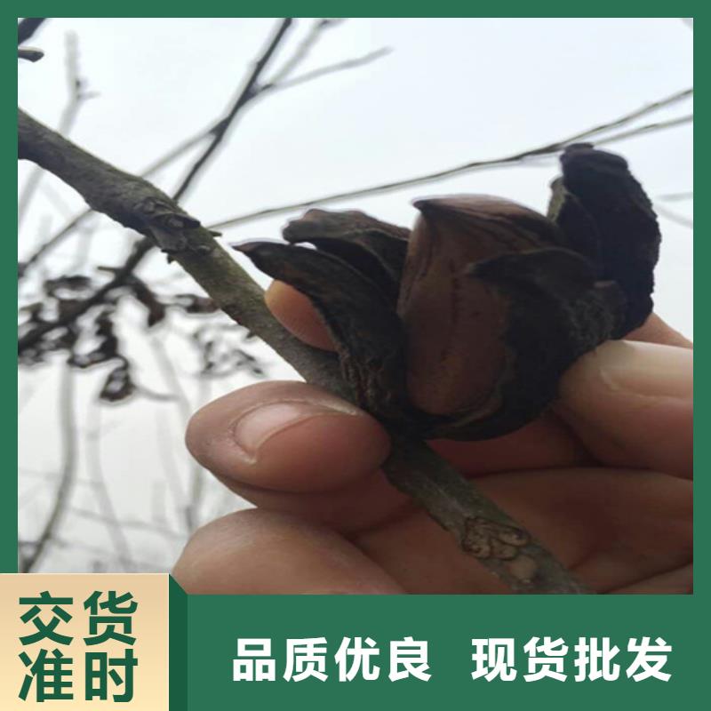 【碧根果】黄瓜苗现货快速采购