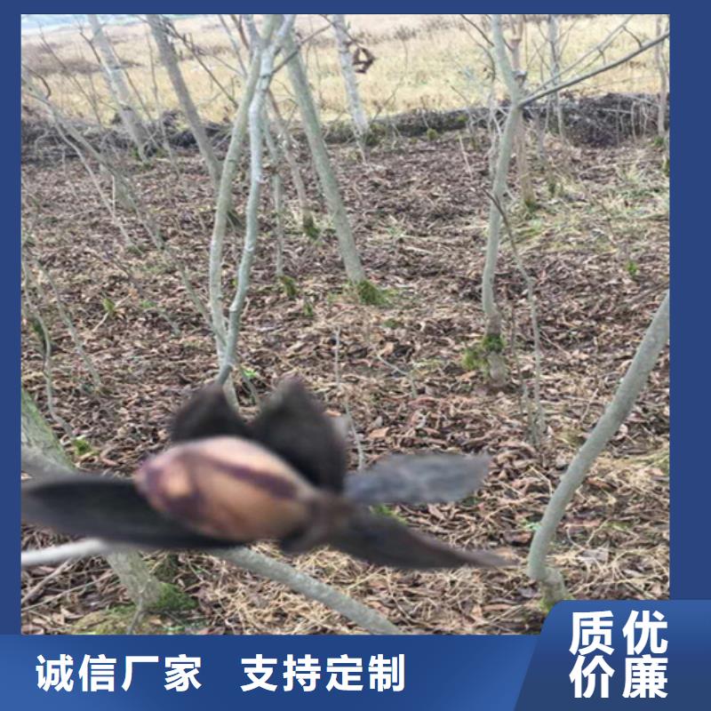 【碧根果无花果苗厂诚信经营】