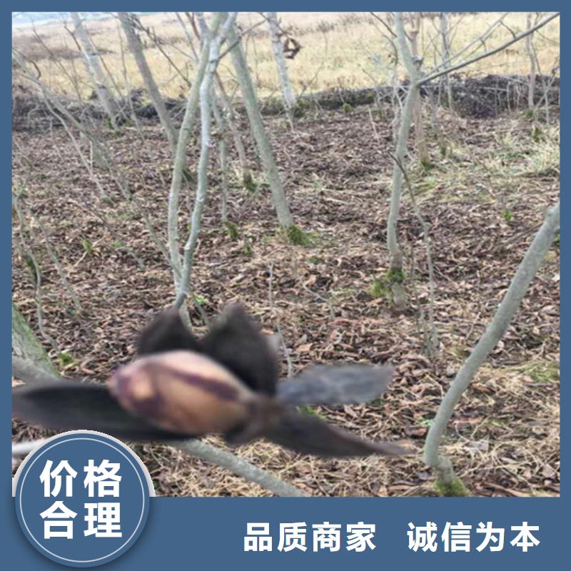 【碧根果】樱桃苗免费回电