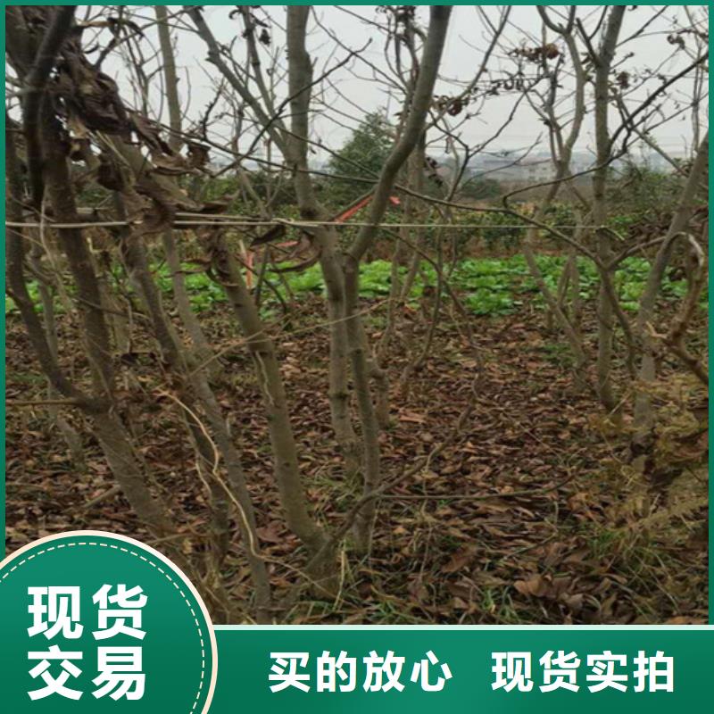 碧根果苹果苗实力商家推荐