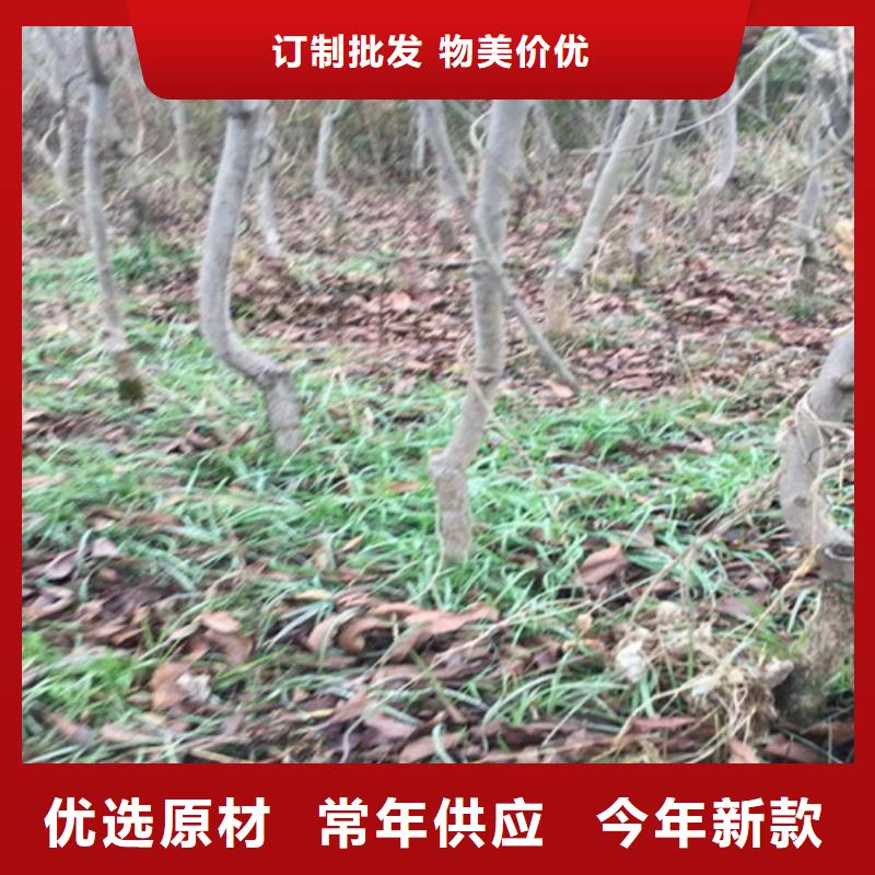 碧根果【红石榴苗基地】质量层层把关