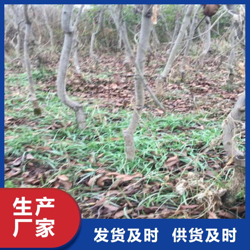 碧根果苹果苗品牌企业