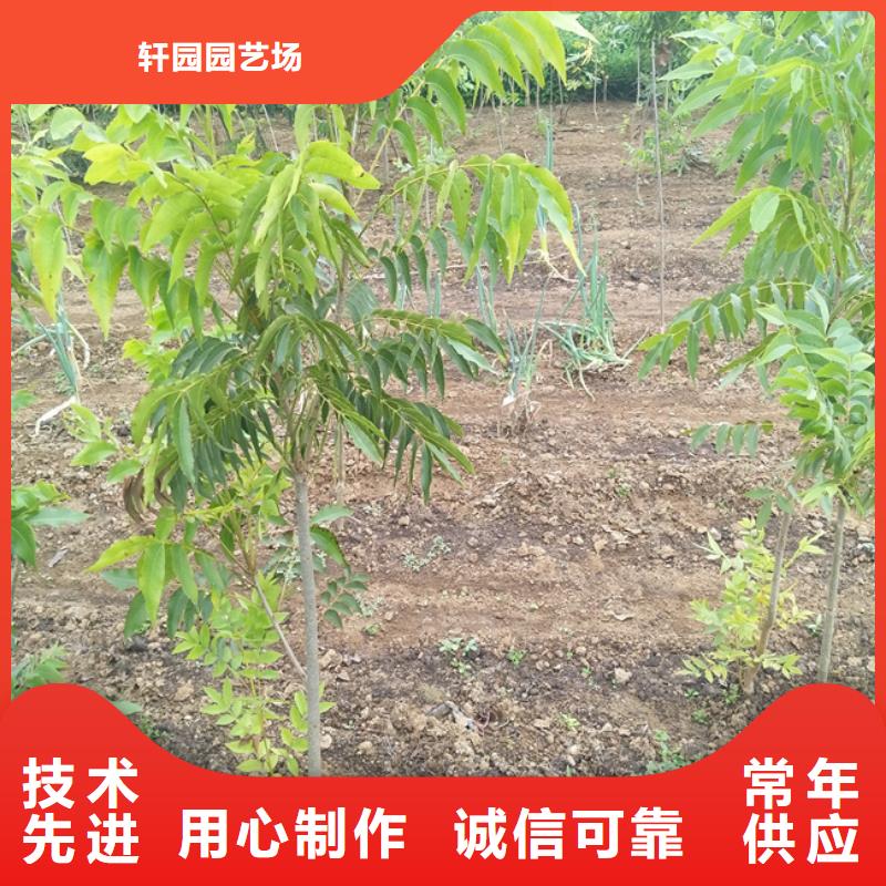 碧根果_北美冬青质优价廉