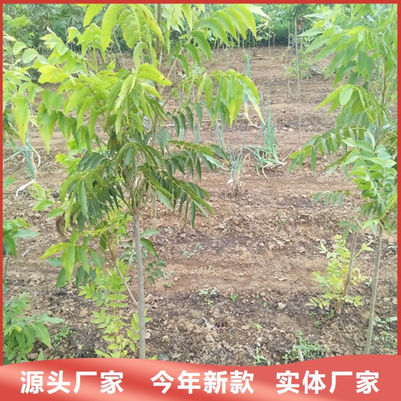 【碧根果无花果苗厂诚信经营】