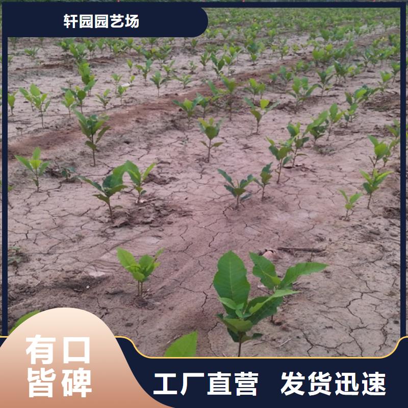 【 碧根果-梨树苗今日新品】|甘泉|安塞|铜川|安康|汉中|商洛厂家