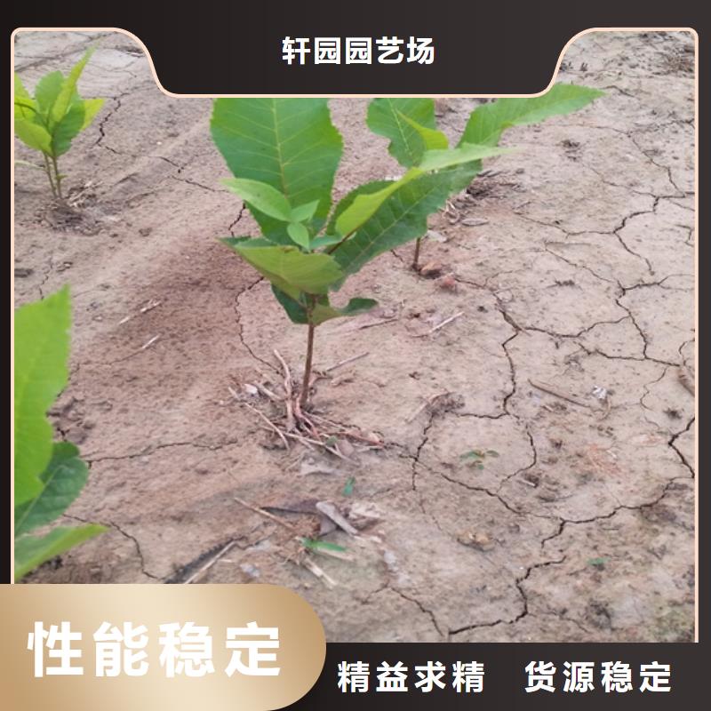 碧根果苹果苗品牌企业