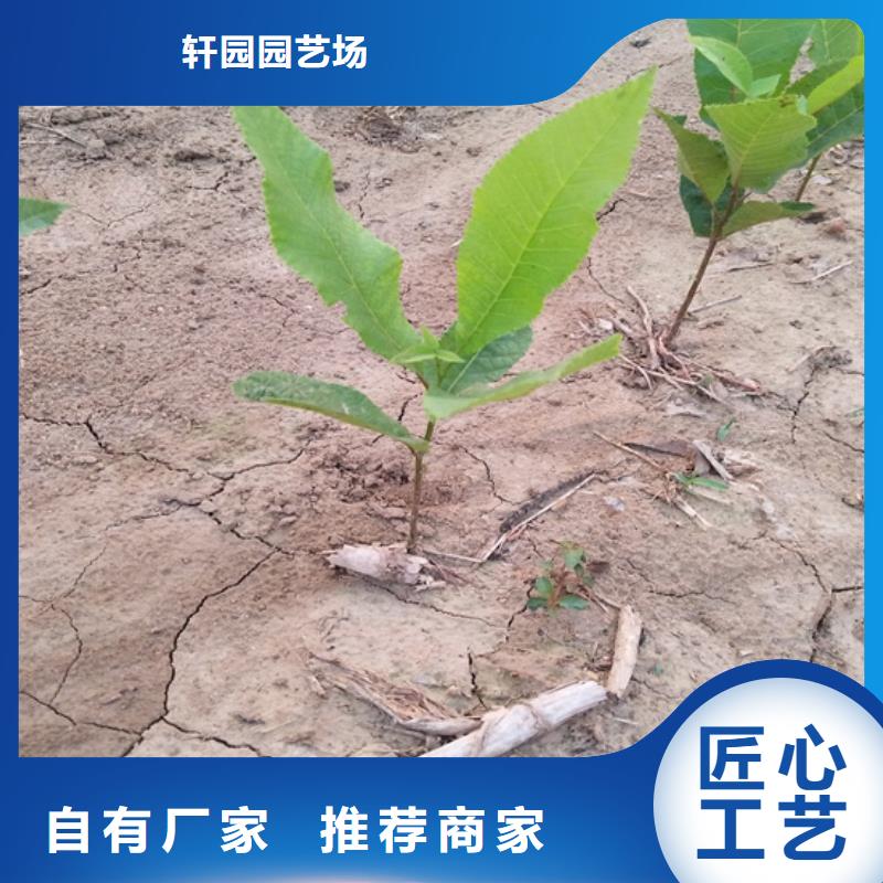 碧根果苹果苗厂家定制
