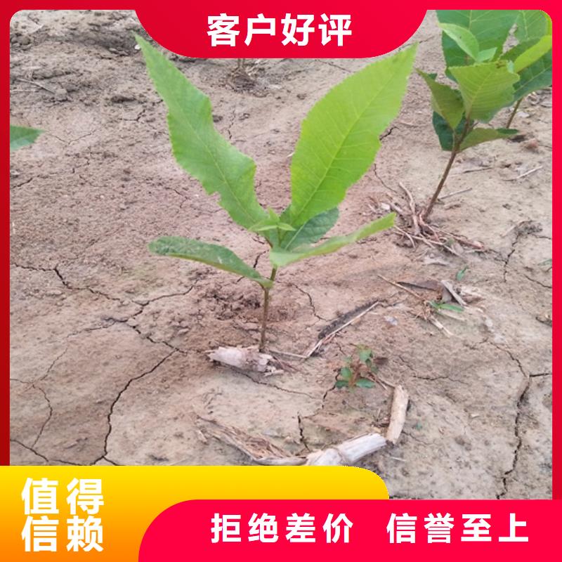 碧根果梨树苗质量无忧