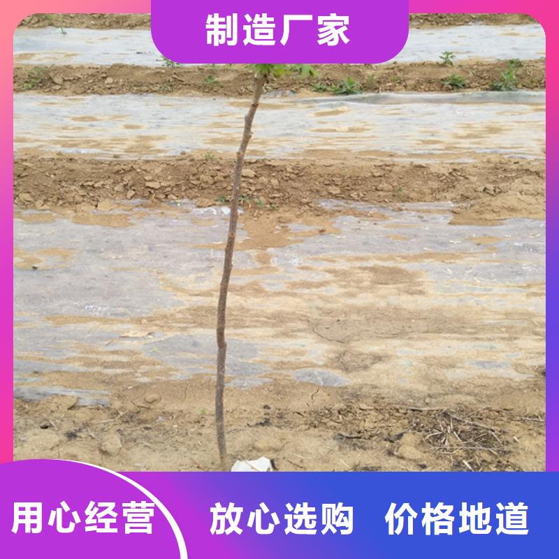 碧根果苹果苗厂家定制