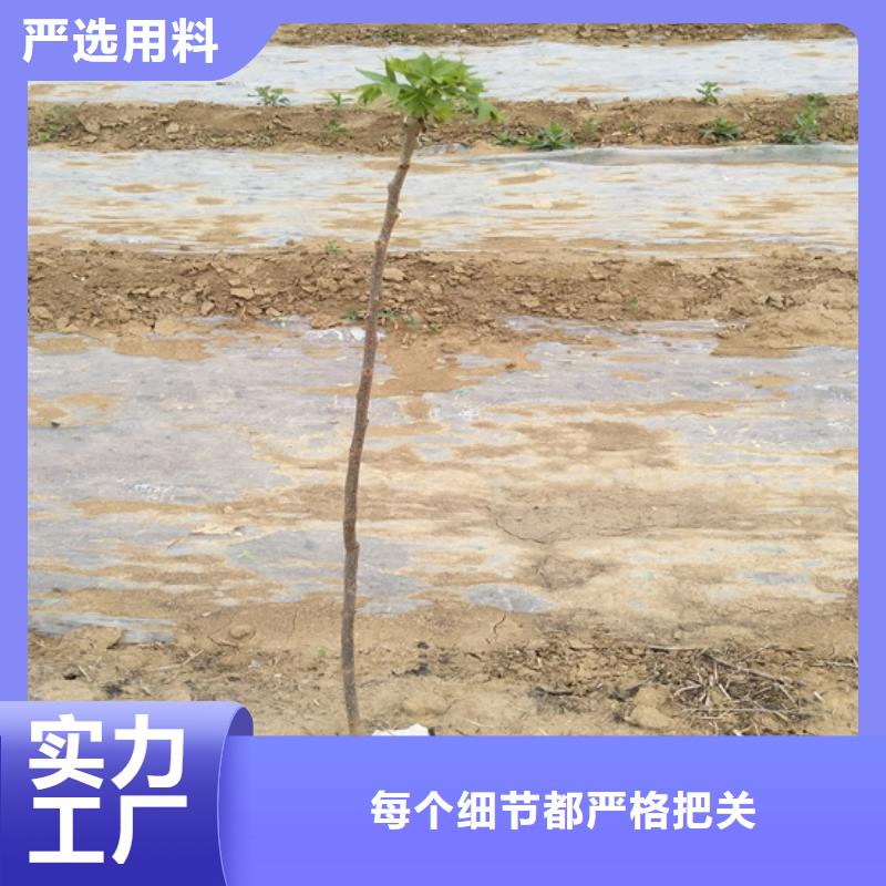 碧根果苹果苗厂家定制