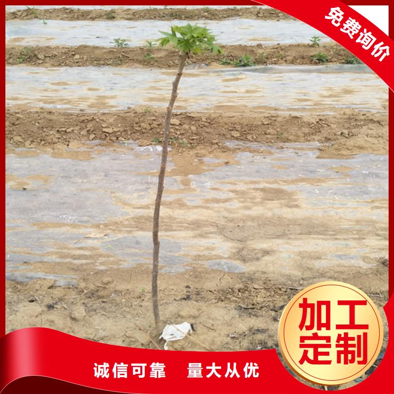 【碧根果梨树苗一站式厂家】