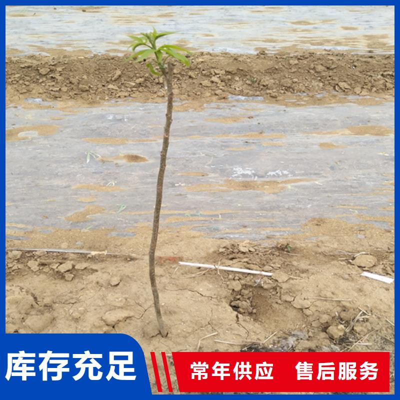 碧根果苹果苗买的是放心