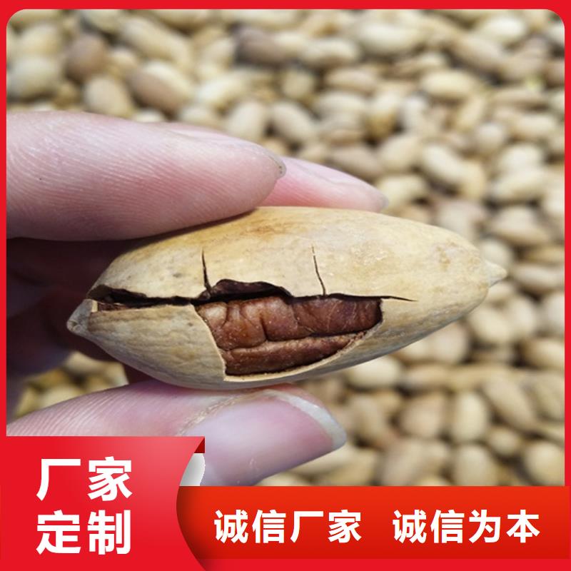碧根果苹果苗厂家定制
