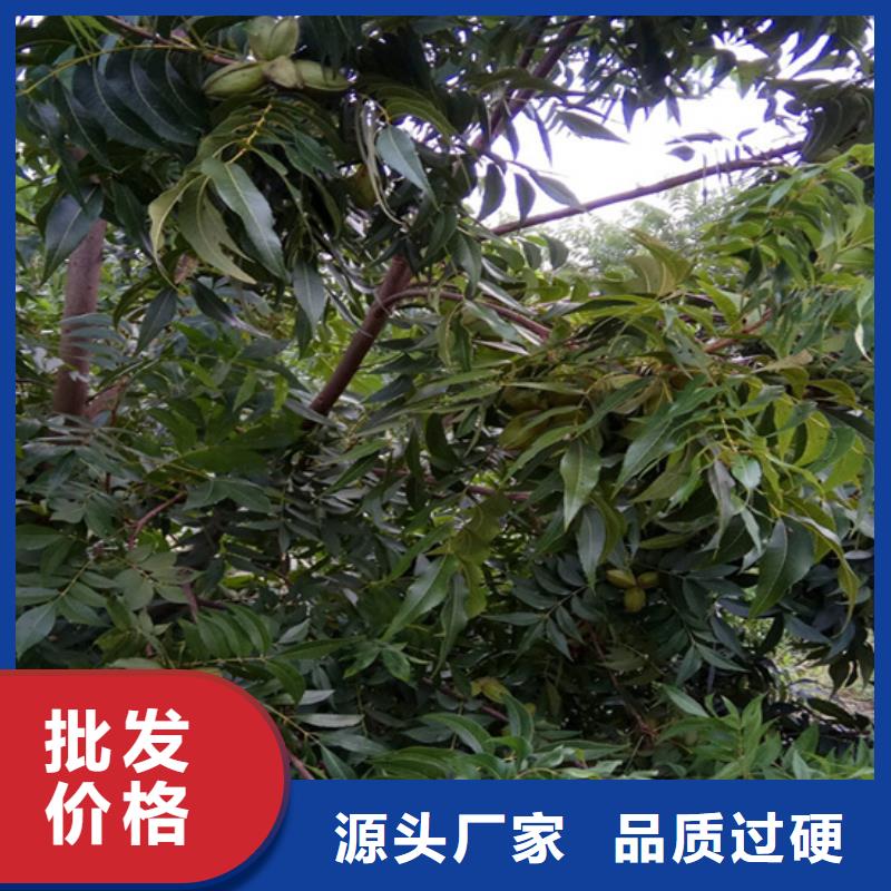 【碧根果石榴树优质货源】