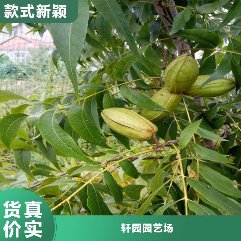 碧根果苹果苗生产厂家