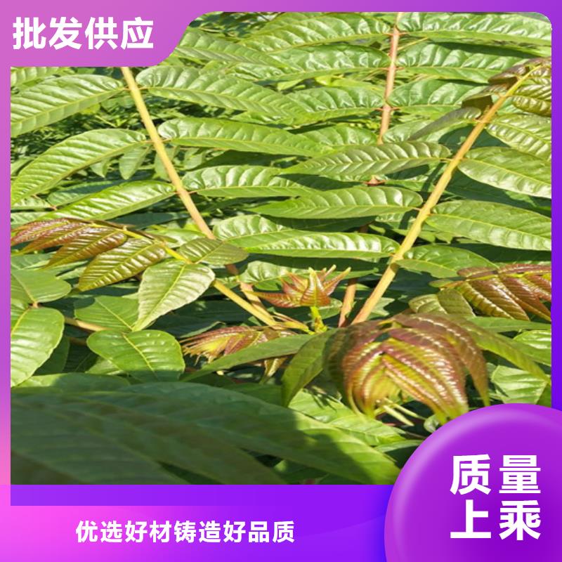 香椿_梨树苗定制不额外收费
