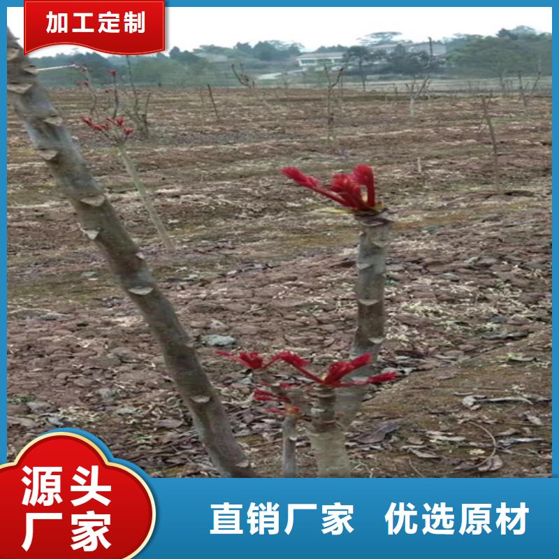 香椿嘎啦苹果敢与同行比价格