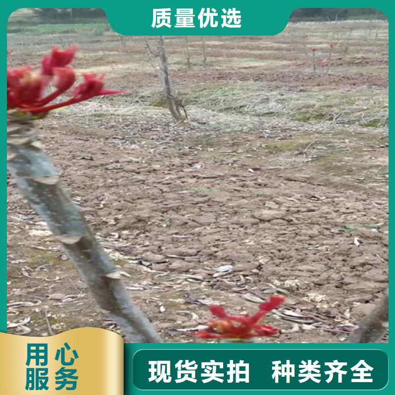 香椿嘎啦苹果敢与同行比价格