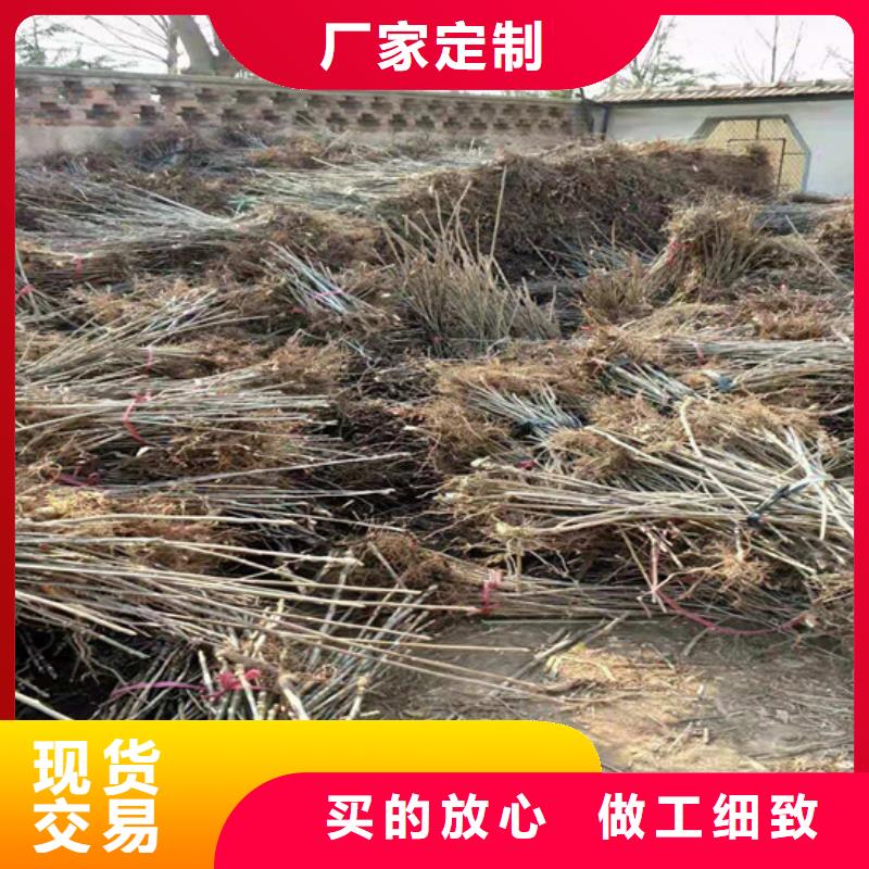 【香椿】 蓝莓苗自主研发