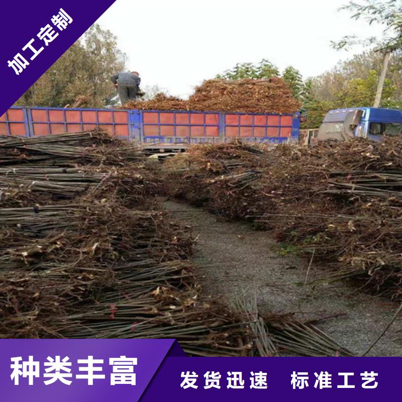 香椿蓝莓苗市场报价