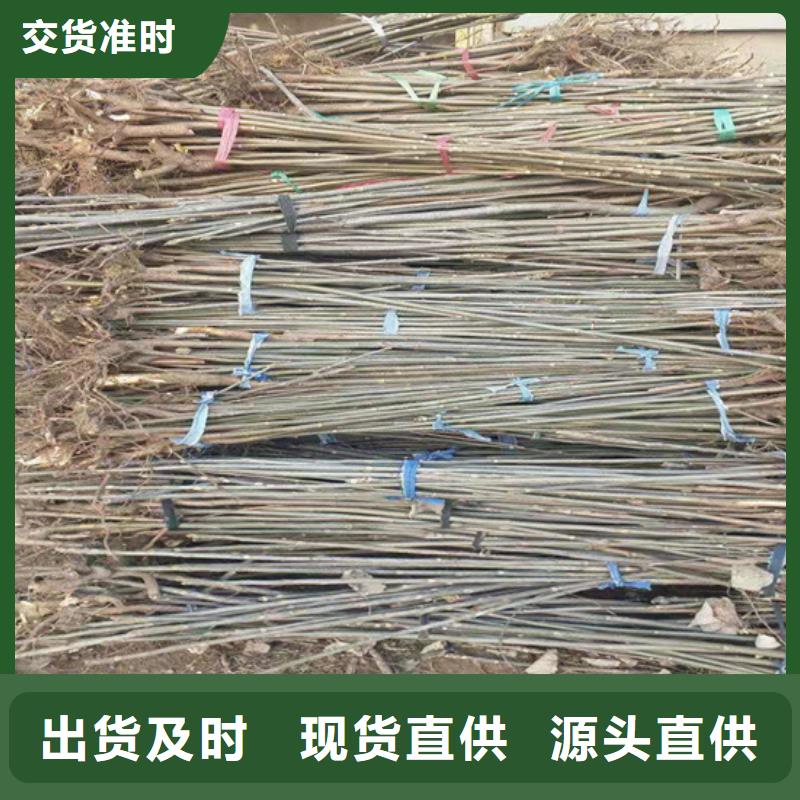 【香椿】 蓝莓苗自主研发