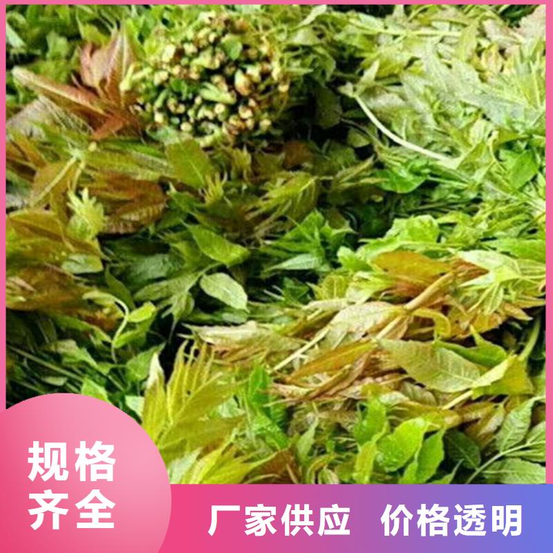 玛瑙红石榴苗视频-烟台市玛瑙红石榴苗-周边可服务区域芝罘|莱山|济南|济宁|滨州|泰安|淄博|聊城