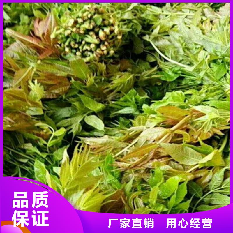 【香椿苹果苗快捷物流】