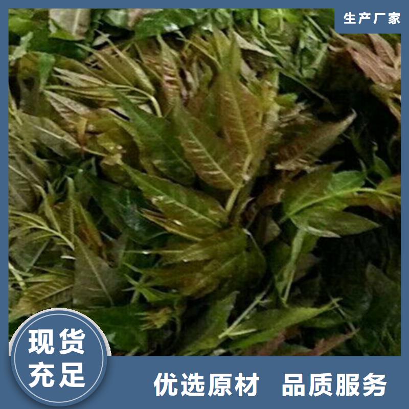 香椿石榴苗生产加工