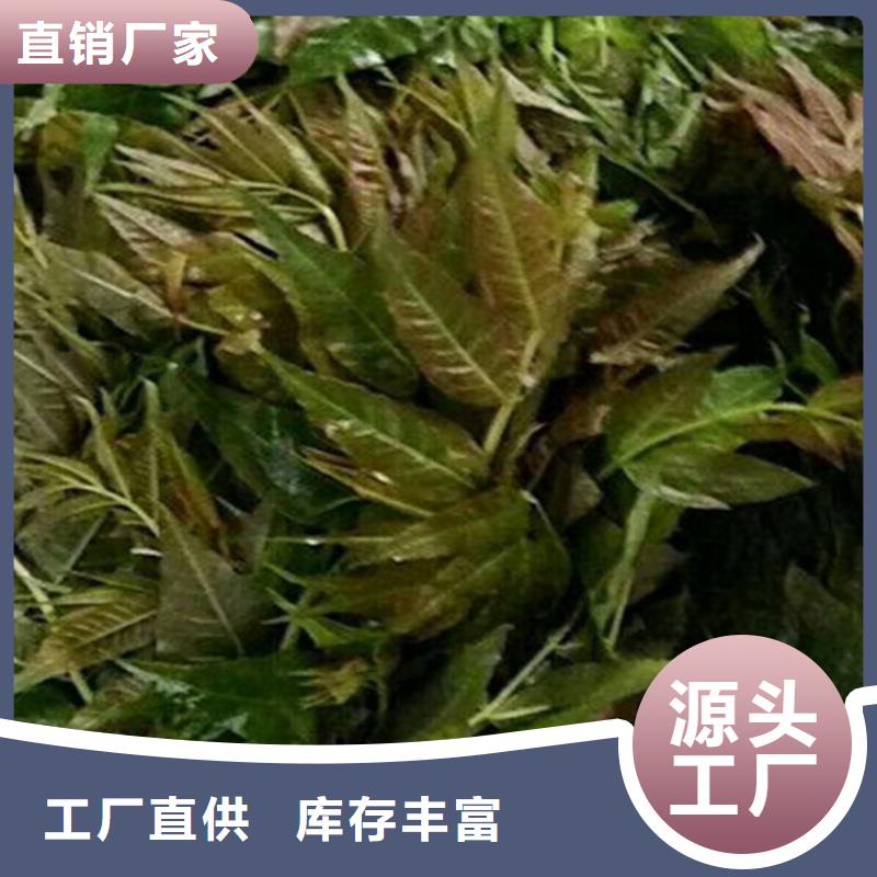香椿樱桃苗销售的是诚信