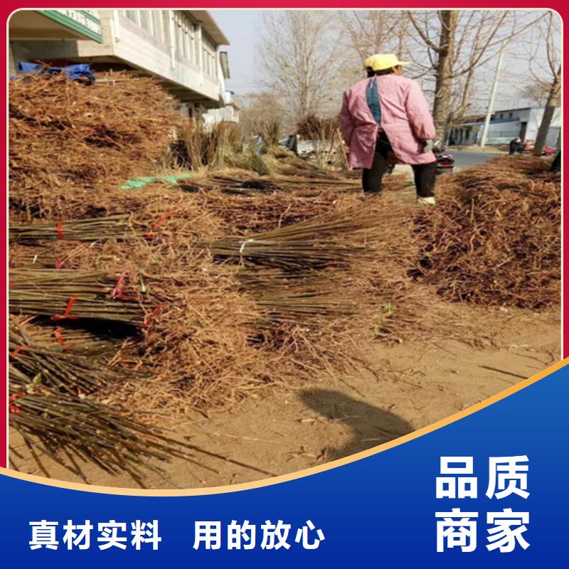 香椿 【樱桃苗】价格实在-轩园园艺场(黔南市分公司)|覆盖地域贵定|长顺|黔东南|铜仁|安顺|毕节|黔西南|遵义