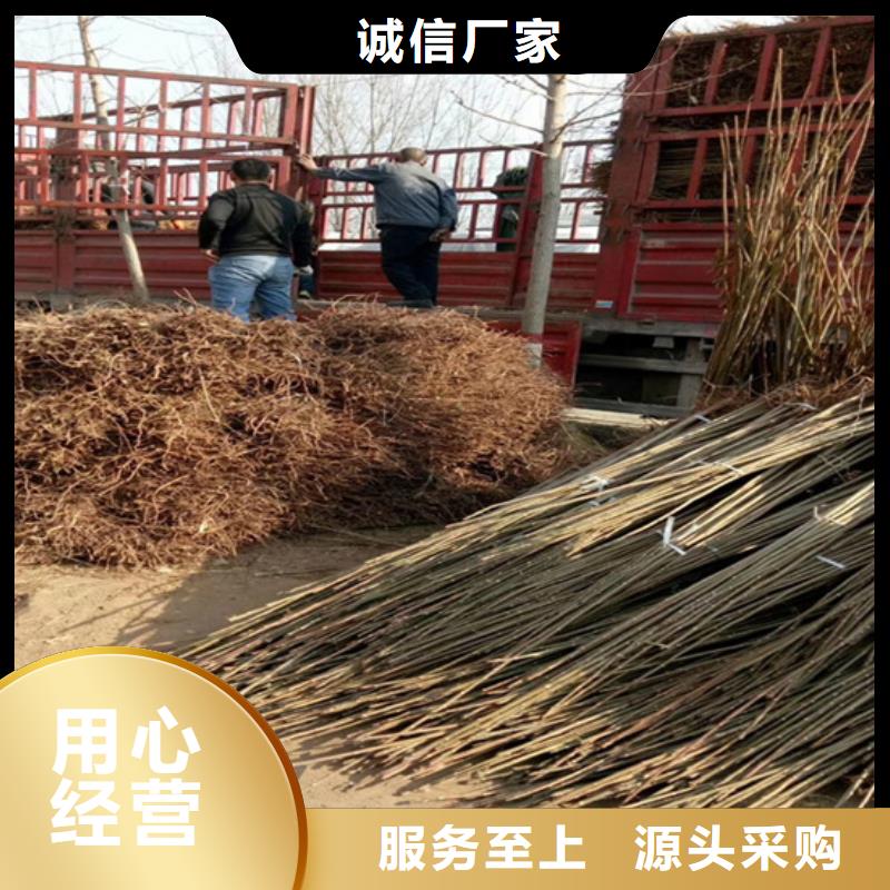 香椿李子苗材质实在