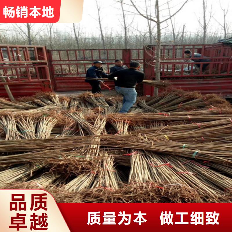 香椿板栗苗经久耐用